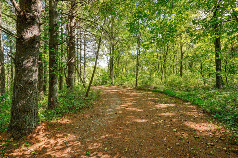 cedar pines cabin cedar pines cabin
