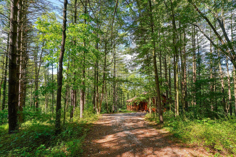 cedar pines cabin cedar pines cabin